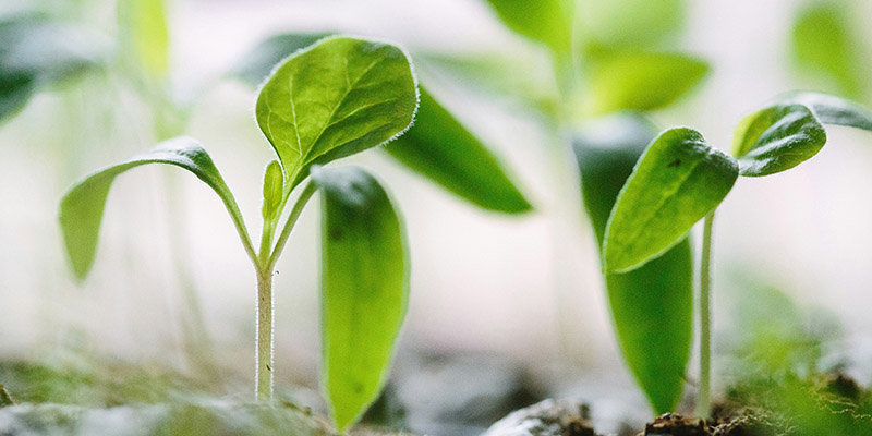 Personal growth wellbeing