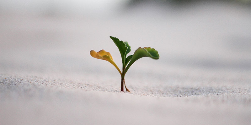 Post-traumatic growth