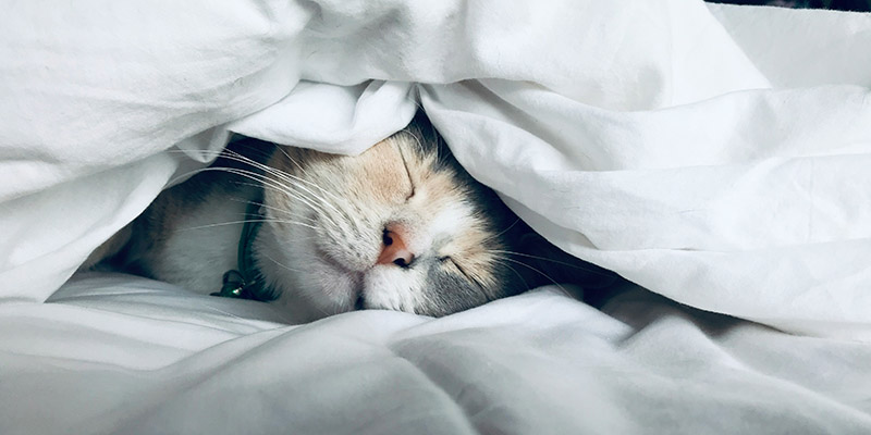 Sleep habits