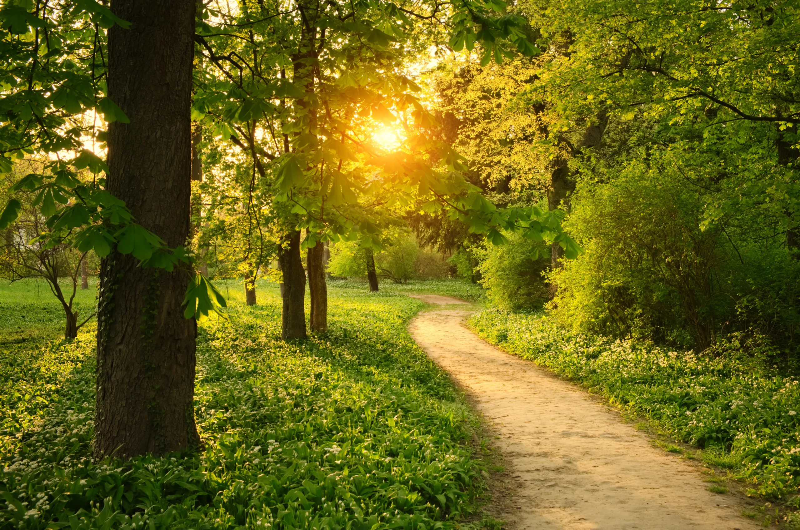 serene path in the woods