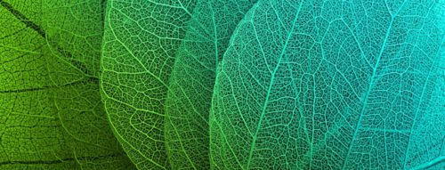 observing leaf mindfulness